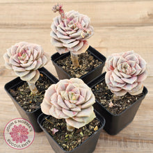 Load image into Gallery viewer, Graptoveria &#39;Lovely Rose&#39; red monstrose
