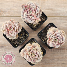 Load image into Gallery viewer, Graptoveria &#39;Lovely Rose&#39; red monstrose
