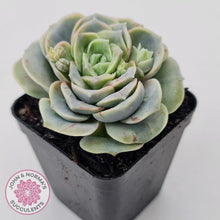 Load image into Gallery viewer, Graptoveria &#39;Lovely Rose&#39; red monstrose - John &amp; Norma&#39;s Succulents Australia
