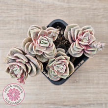 Load image into Gallery viewer, Graptoveria &#39;Lovely Rose&#39; red monstrose - multi
