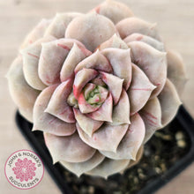 Load image into Gallery viewer, Graptoveria &#39;Lovely Rose&#39; red monstrose
