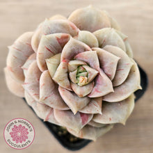 Load image into Gallery viewer, Graptoveria &#39;Lovely Rose&#39; red monstrose
