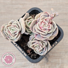 Load image into Gallery viewer, Graptoveria &#39;Lovely Rose&#39; red monstrose - multi
