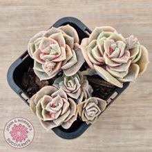 Load image into Gallery viewer, Graptoveria &#39;Lovely Rose&#39; red monstrose - multi
