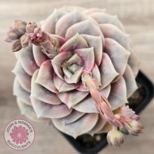 Load image into Gallery viewer, Graptoveria &#39;Lovely Rose&#39; red monstrose
