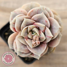 Load image into Gallery viewer, Graptoveria &#39;Lovely Rose&#39; red monstrose
