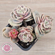 Load image into Gallery viewer, Graptoveria &#39;Lovely Rose&#39; red monstrose - multi
