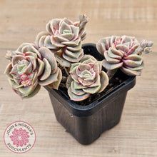 Load image into Gallery viewer, Graptoveria &#39;Lovely Rose&#39; red monstrose - multi
