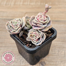 Load image into Gallery viewer, Graptoveria &#39;Lovely Rose&#39; red monstrose - multi
