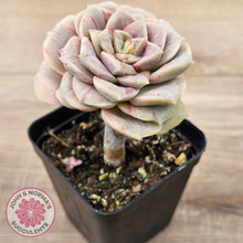 Load image into Gallery viewer, Graptoveria &#39;Lovely Rose&#39; red monstrose
