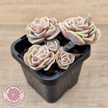 Load image into Gallery viewer, Graptoveria &#39;Lovely Rose&#39; red monstrose - multi
