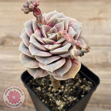 Load image into Gallery viewer, Graptoveria &#39;Lovely Rose&#39; red monstrose
