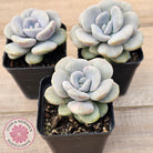 Graptoveria 'Margaret Rose' Monstrose