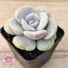 Graptoveria 'Margaret Rose' Monstrose