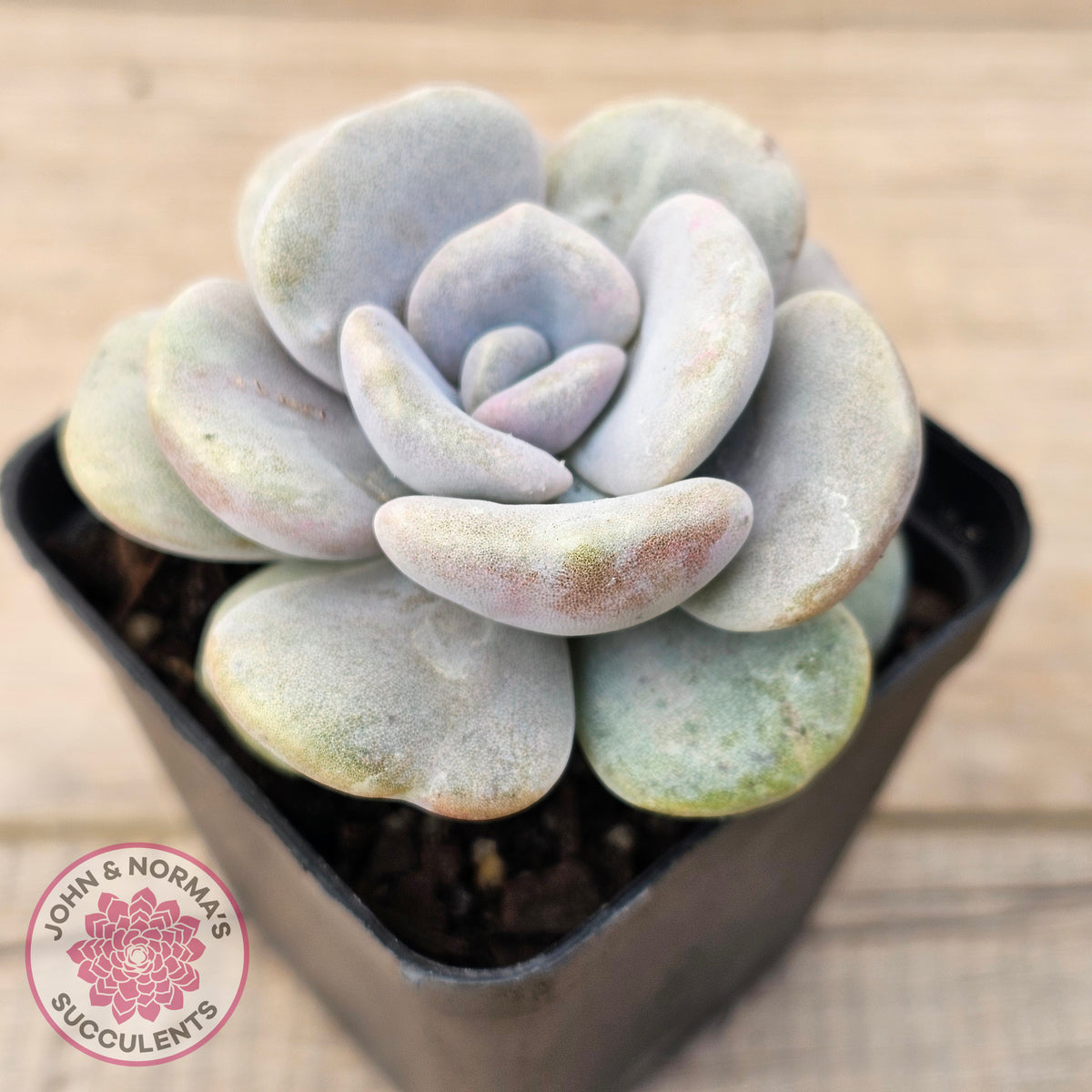 Graptoveria 'Margaret Rose' Monstrose