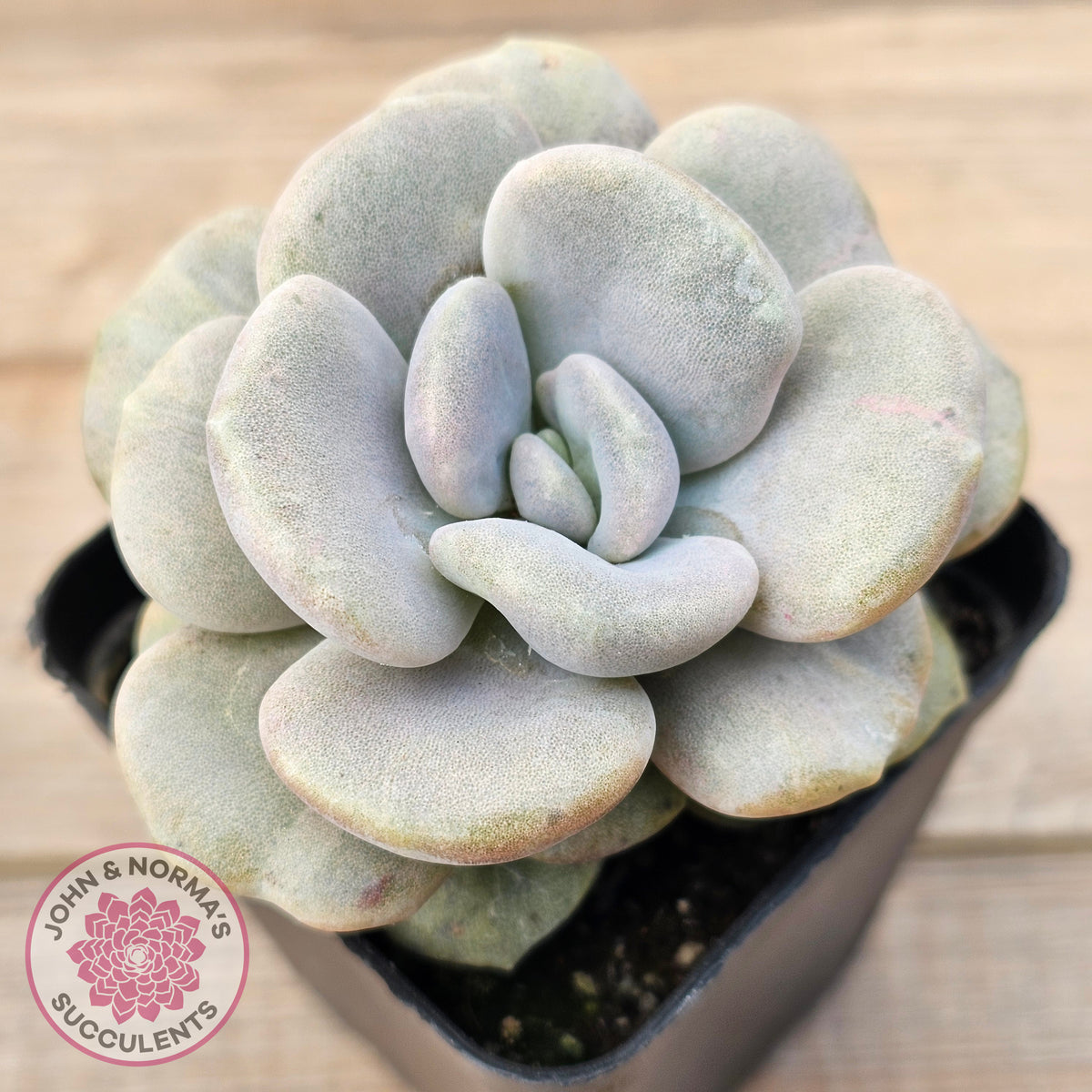 Graptoveria 'Margaret Rose' Monstrose