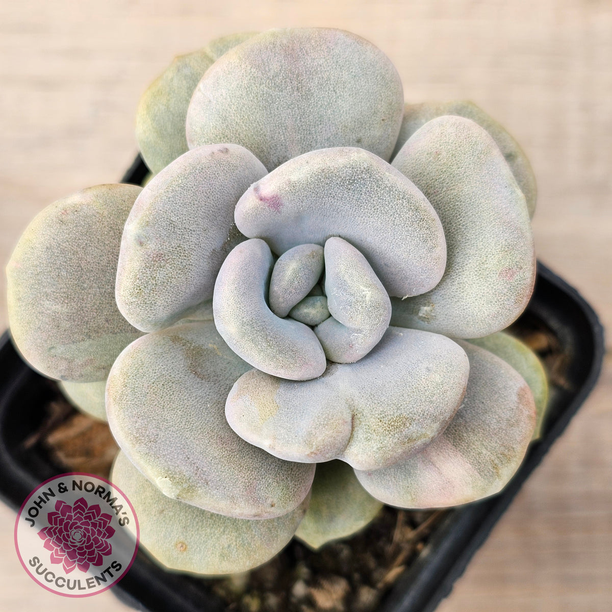 Graptoveria 'Margaret Rose' Monstrose