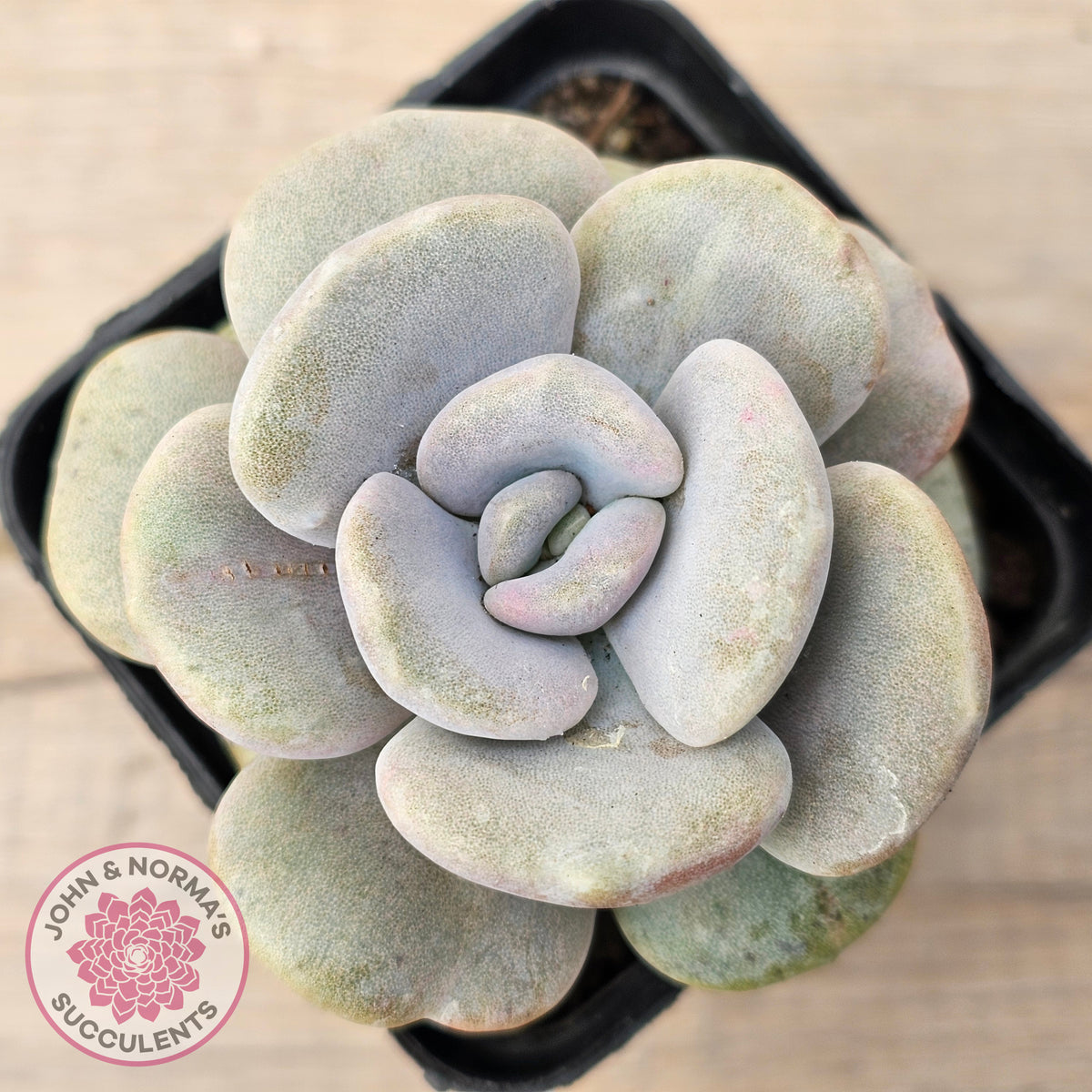 Graptoveria 'Margaret Rose' Monstrose