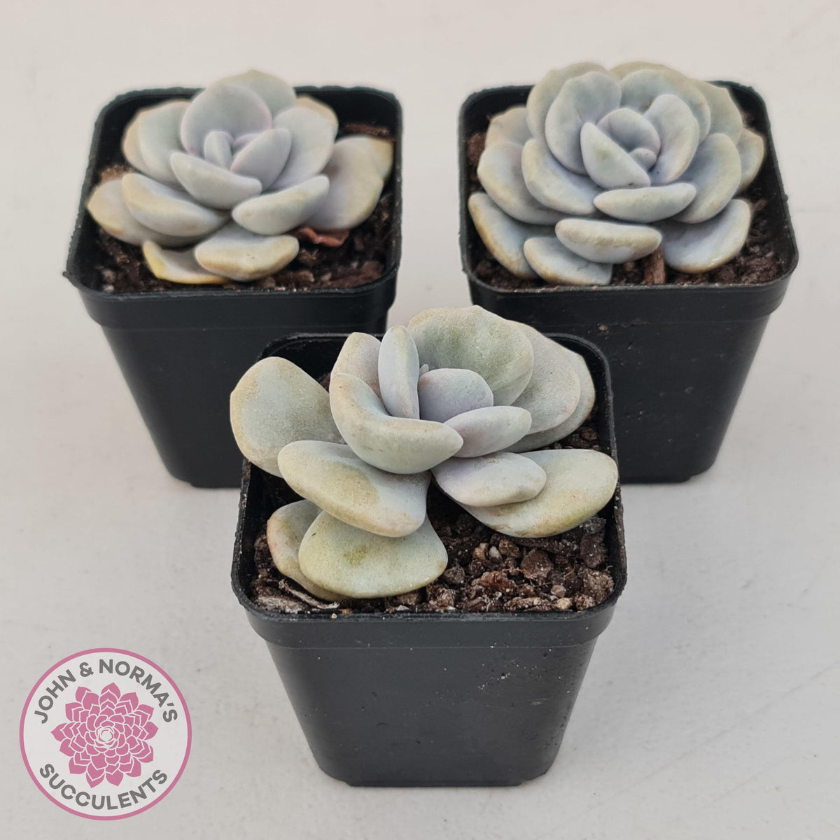 Graptoveria 'Margaret Rose' Monstrose