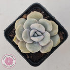 Graptoveria 'Margaret Rose' Monstrose