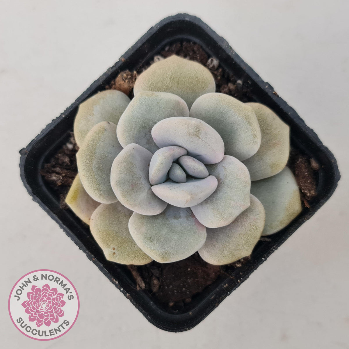 Graptoveria 'Margaret Rose' Monstrose