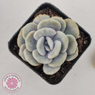 Graptoveria 'Margaret Rose' Monstrose
