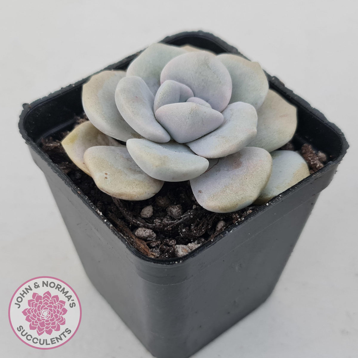 Graptoveria 'Margaret Rose' Monstrose
