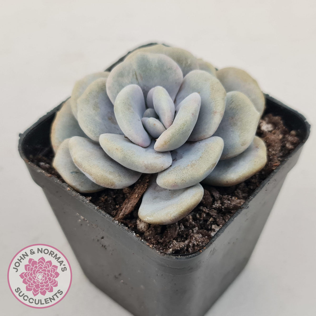 Graptoveria 'Margaret Rose' Monstrose