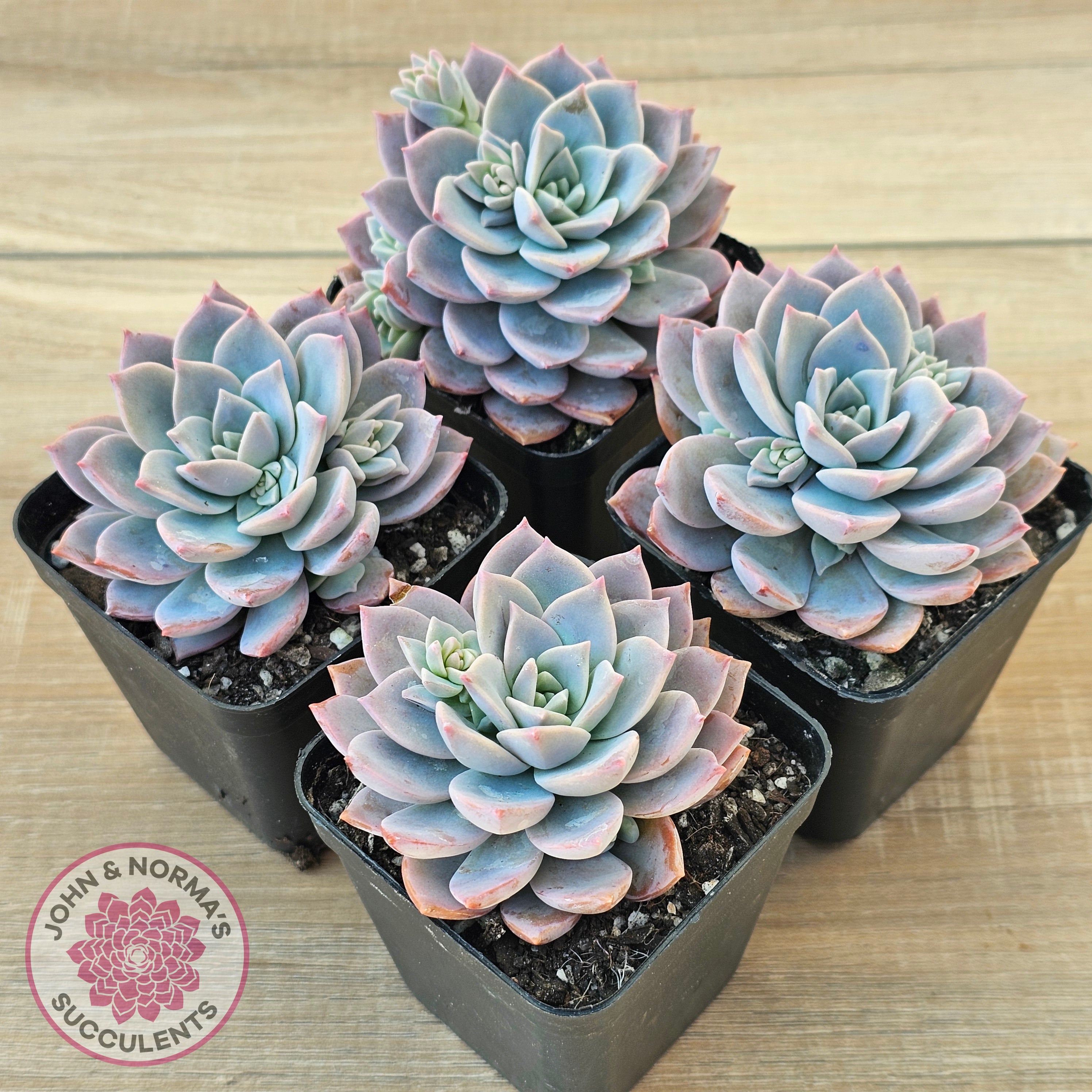 graptoveria blue pearl succulent Buy Graptoveria Milky Way Australia