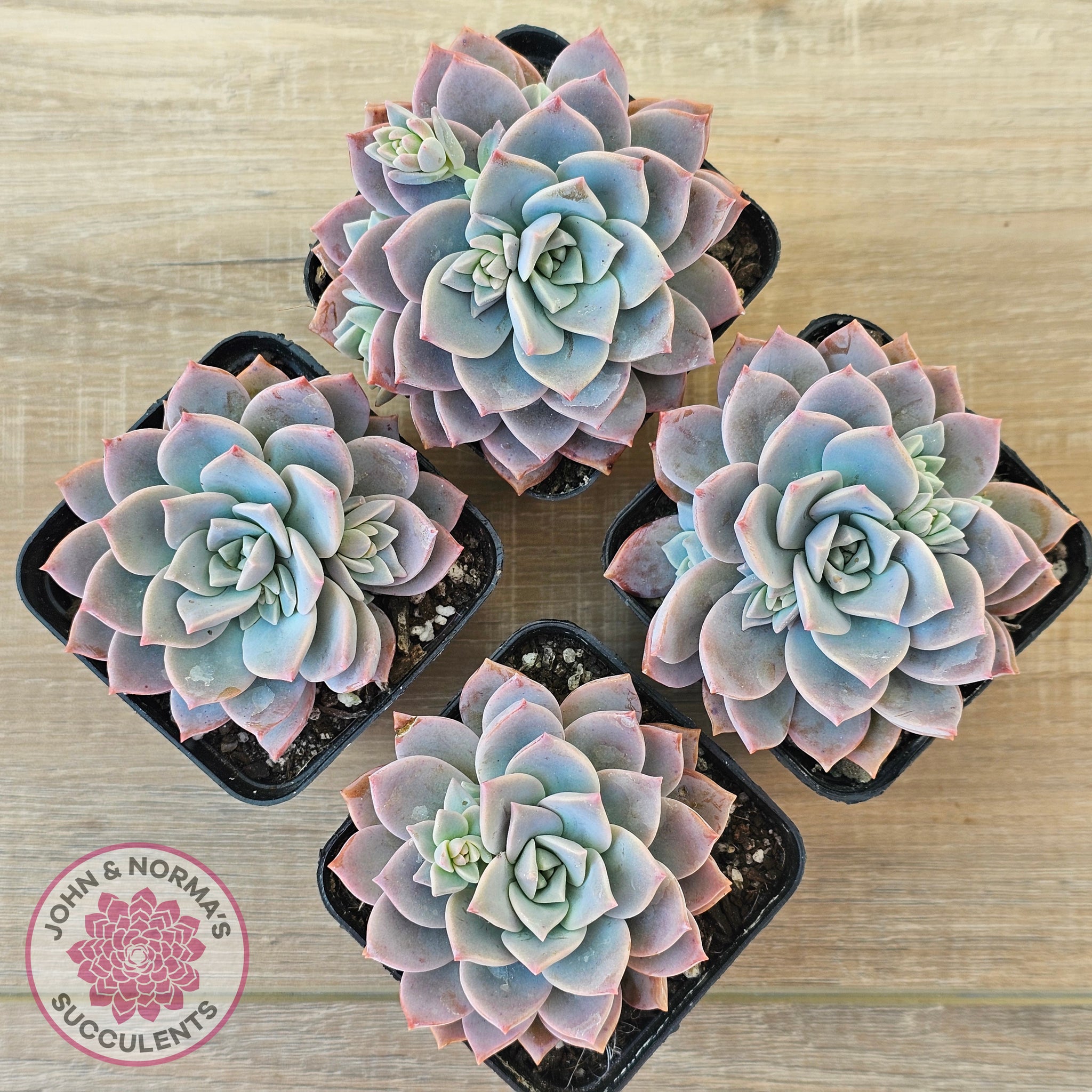 milky way succulent Buy Graptoveria Milky Way Australia