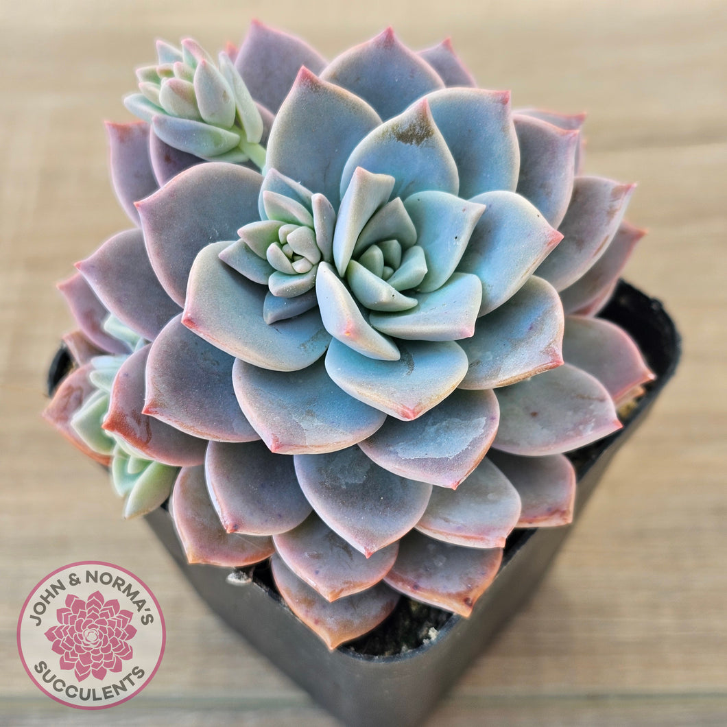 Graptoveria Milky Way