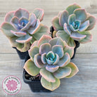 Graptoveria 'Mrs Richards'