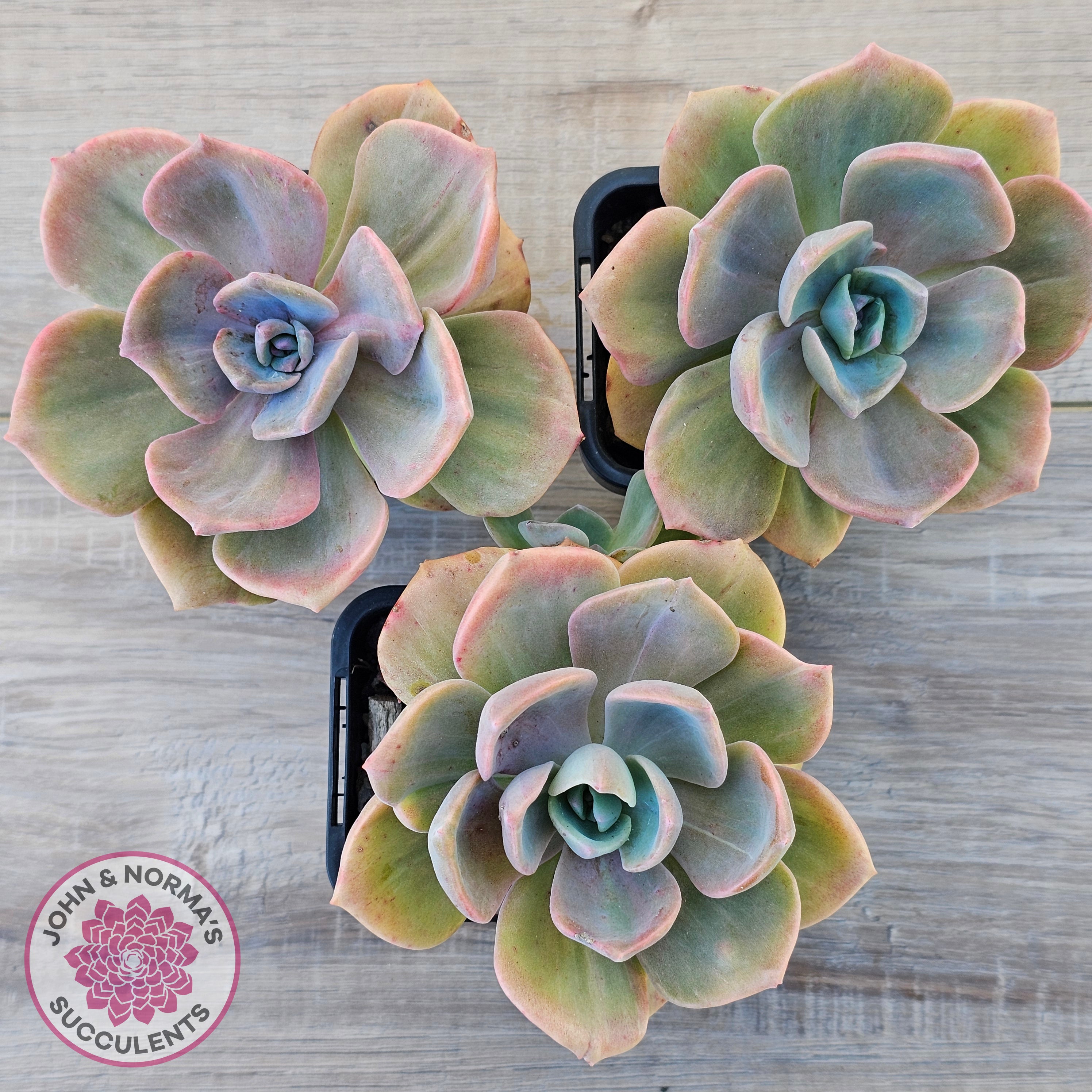 mrs richards succulent Buy Graptoveria 'Mrs Richards' Australia