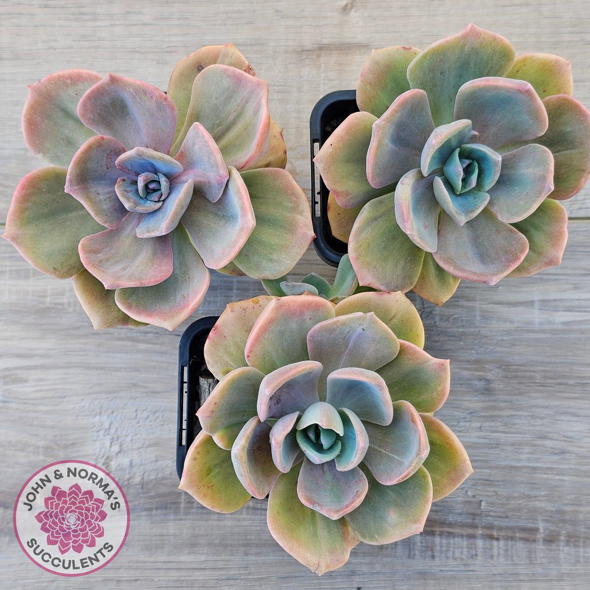 Graptoveria 'Mrs Richards'