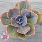 Graptoveria 'Mrs Richards'
