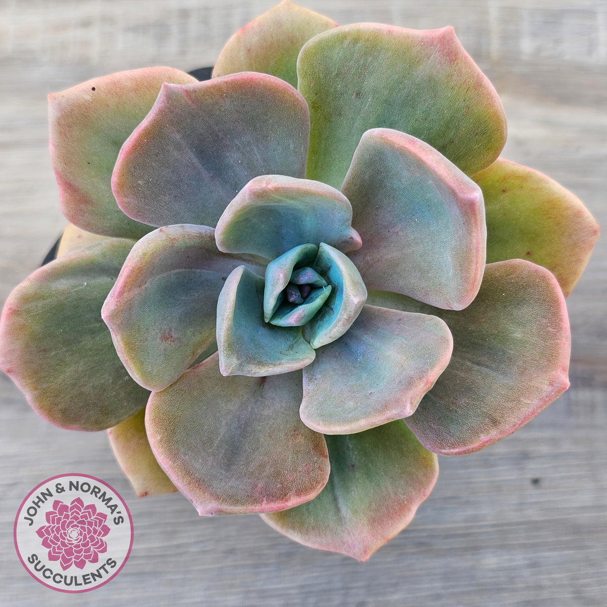 Graptoveria 'Mrs Richards'