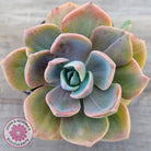 Graptoveria 'Mrs Richards'