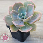 Graptoveria 'Mrs Richards'