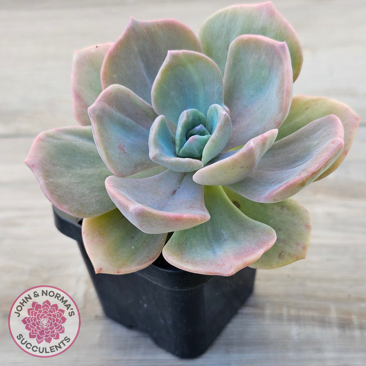 Graptoveria 'Mrs Richards'