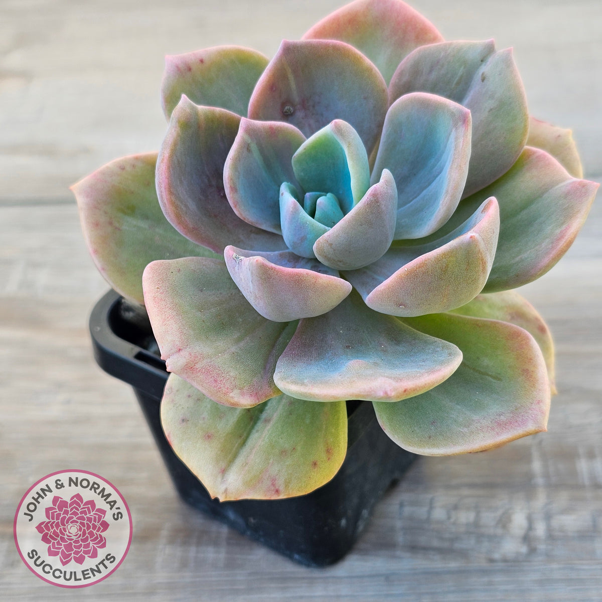 Graptoveria 'Mrs Richards'