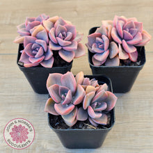 Load image into Gallery viewer, Graptoveria &#39;Mrs Richards&#39;
