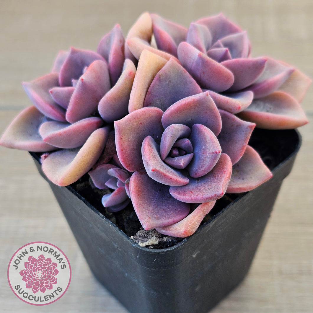 Graptoveria 'Mrs Richards'