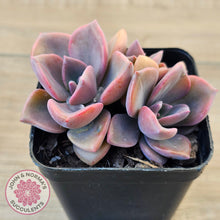 Load image into Gallery viewer, Graptoveria &#39;Mrs Richards&#39;
