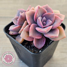 Load image into Gallery viewer, Graptoveria &#39;Mrs Richards&#39;
