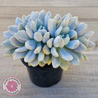 Graptoveria 'Opalina Silk' Variegata Crest (Same Plant)