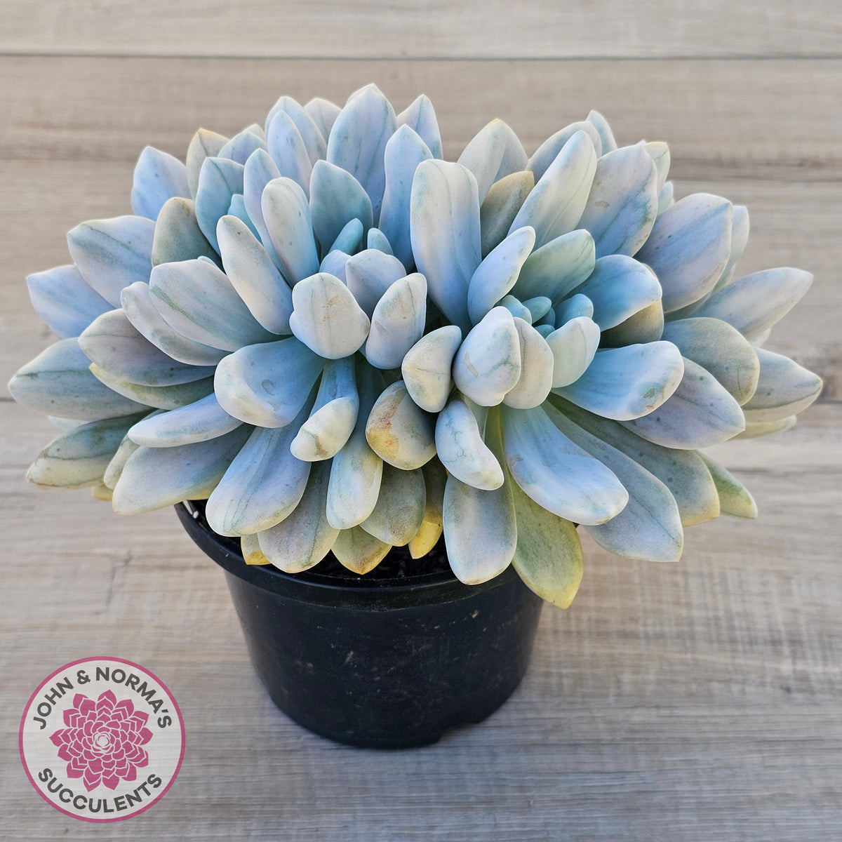 Graptoveria 'Opalina Silk' Variegata Crest (Same Plant)