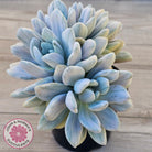 Graptoveria 'Opalina Silk' Variegata Crest (Same Plant)