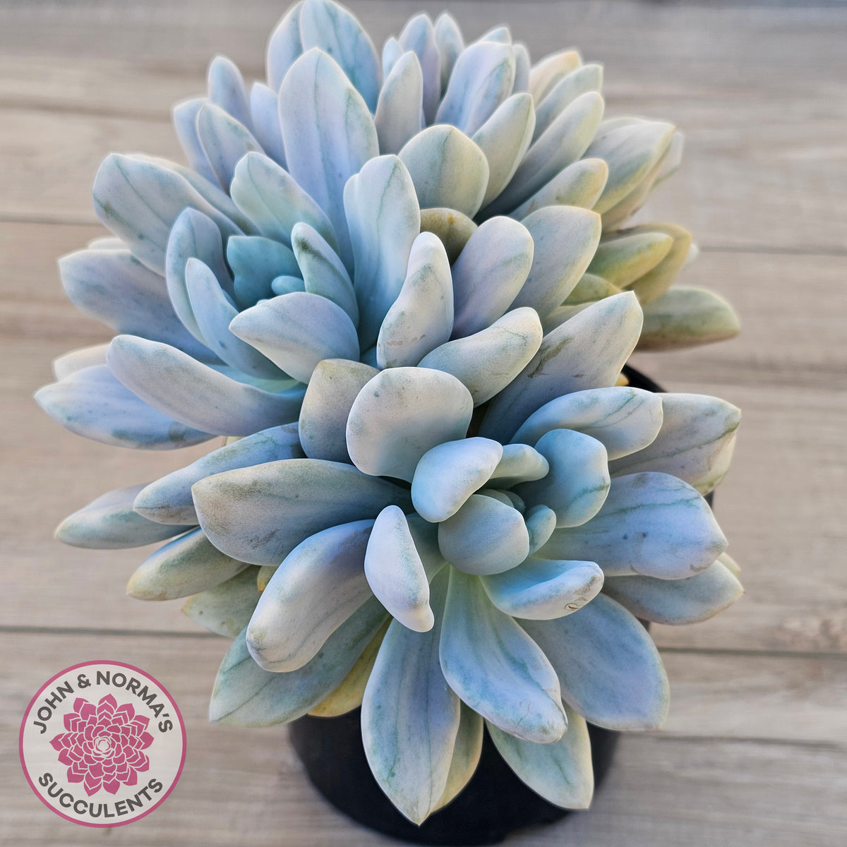 Graptoveria 'Opalina Silk' Variegata Crest (Same Plant)