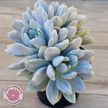 Load image into Gallery viewer, Graptoveria 'Opalina Silk' Variegata Crest (Same Plant)

