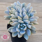 Graptoveria 'Opalina Silk' Variegata Crest (Same Plant)